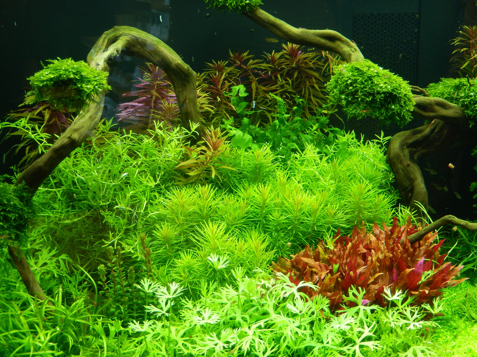 6 touffes de plantes pour aquarium filtre poisson 6 touffes de plantes pour aquarium filtre poisson