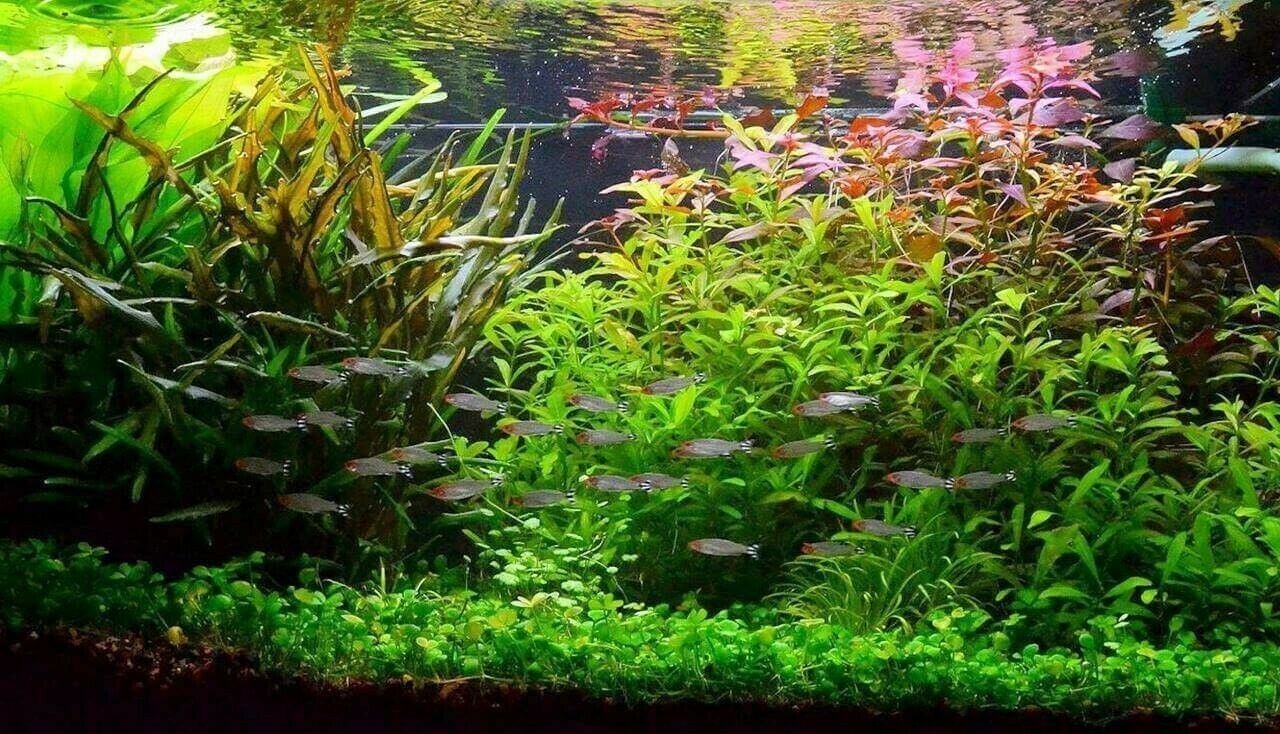Lot Plantes spécial POISSON ROUGE 60L pour aquarium eau froide + 2 clado gratuit