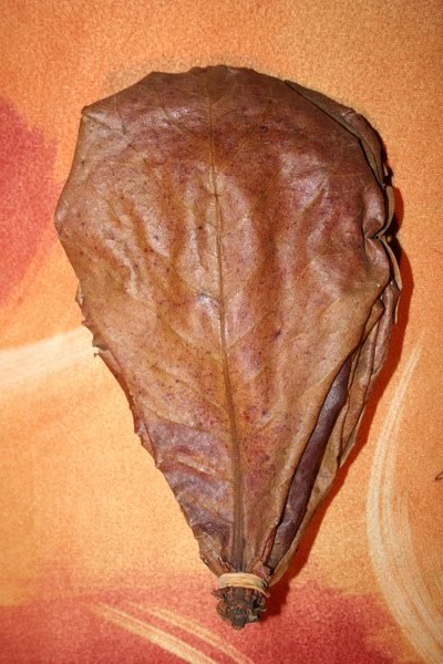 50 feuille de catappa premium AAA indian leaf poisson crevette discus naon bac 50 feuille de catappa premium AAA indian leaf poisson crevette discus naon bac