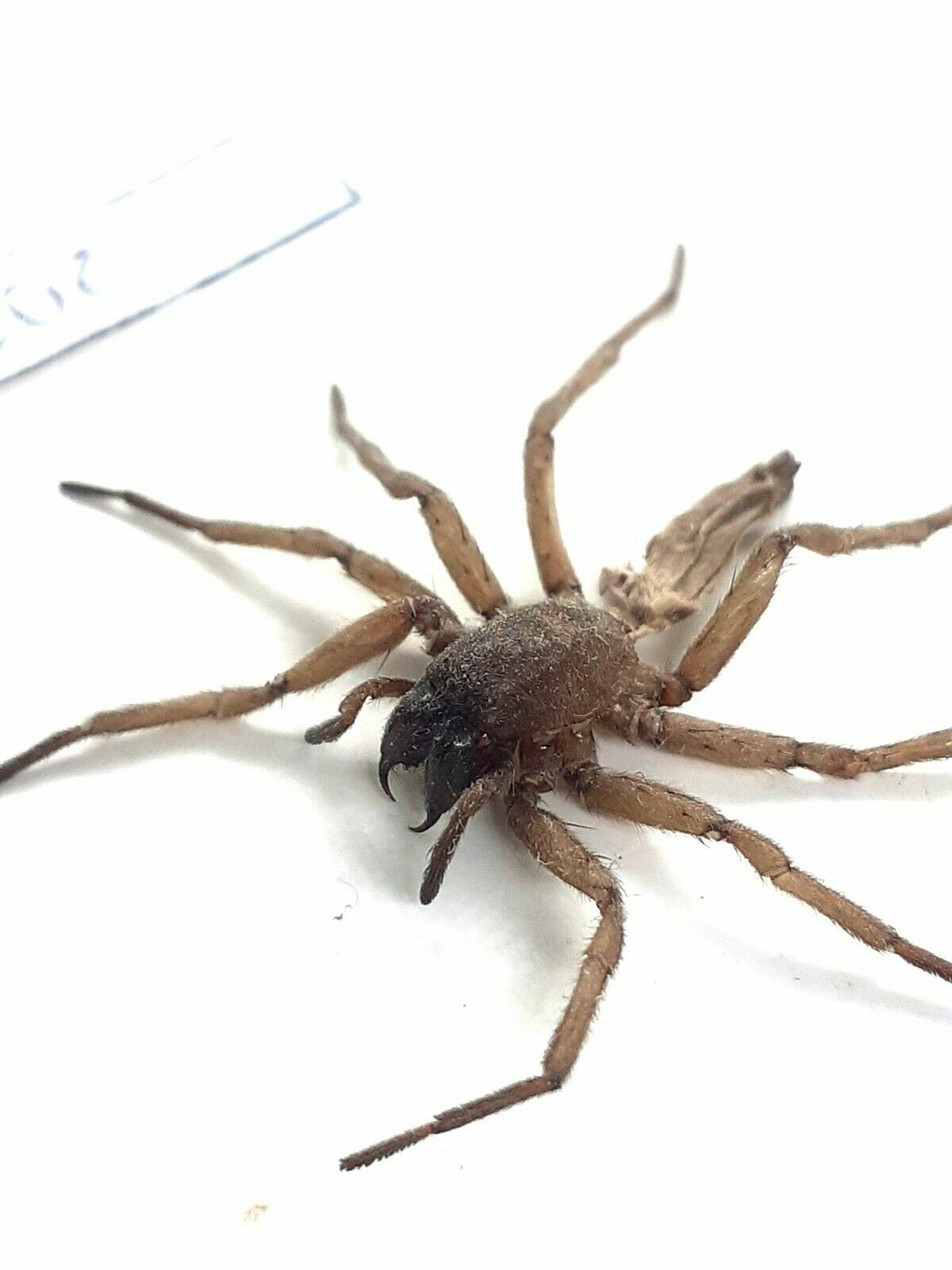 Scarabée, araignées, 20186 Araneae sp. du sud de la Russie Scarabée, araignées, 20186 Araneae sp. du sud de la Russie