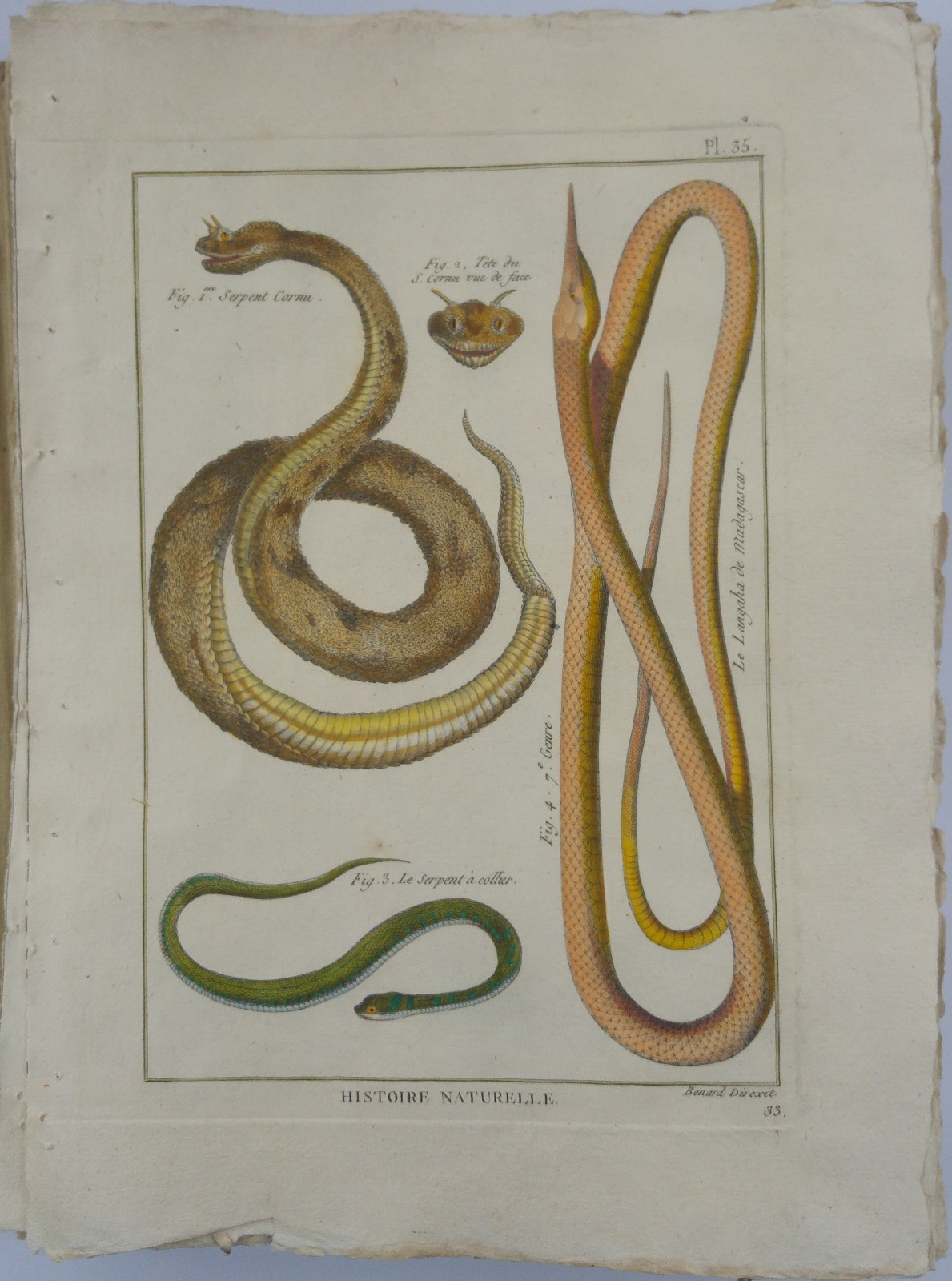 Serpent Cornu – Langaha de Madagascar Panckoucke Reptiles 1789 hand coloured Serpent Cornu – Langaha de Madagascar Panckoucke Reptiles 1789 hand coloured