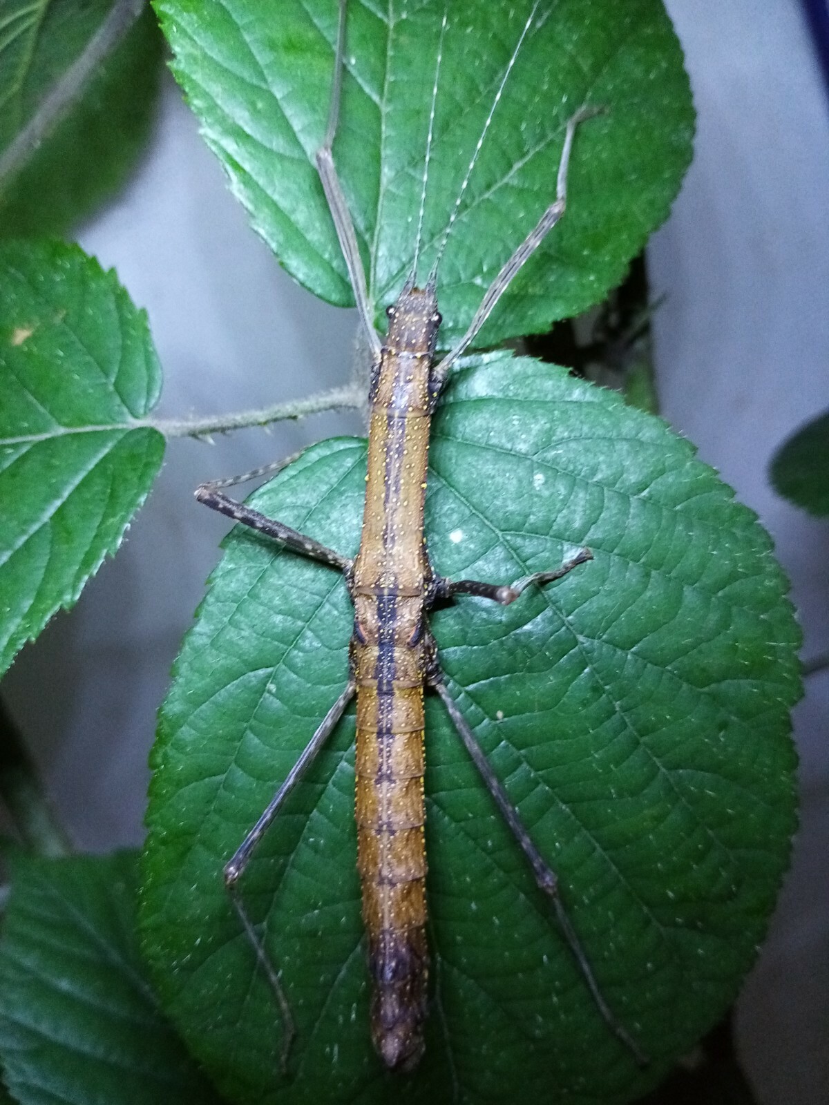 Eggs of Pterohirasea nigrolineata x 40/ stick insect / new species Eggs of Pterohirasea nigrolineata x 40/ stick insect / new species