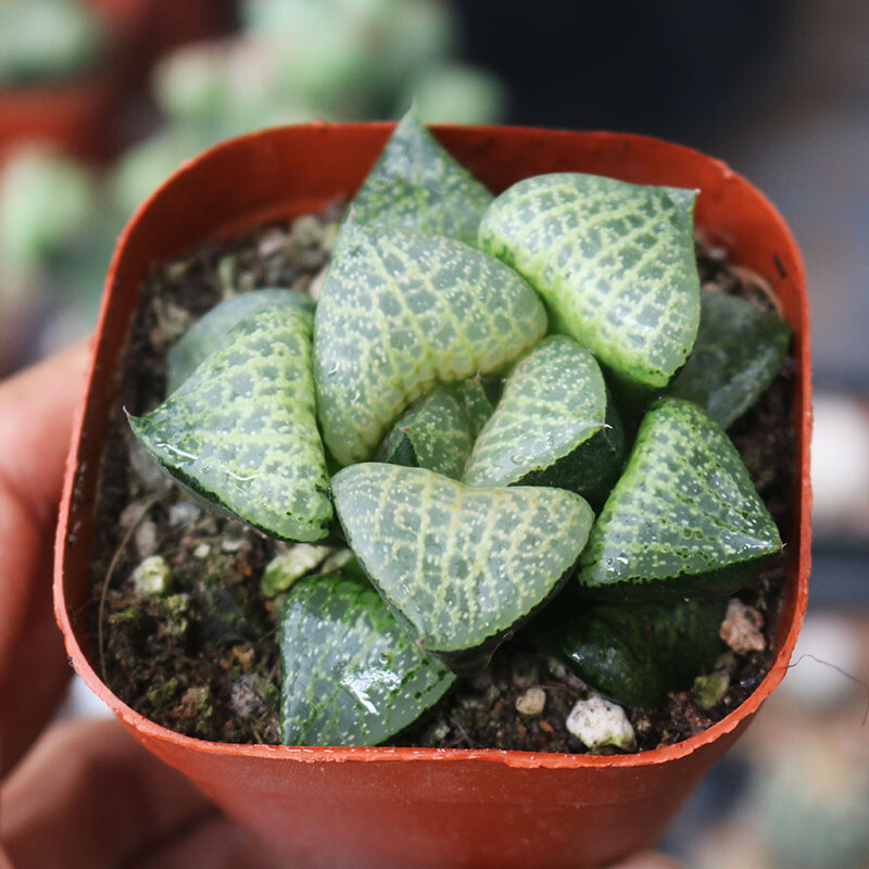 5CM Succulent Live Plant Haworthia Beluga Comptioniana Liliaceae Garden Rare Pot 5CM Succulent Live Plant Haworthia Beluga Comptioniana Liliaceae Garden Rare Pot