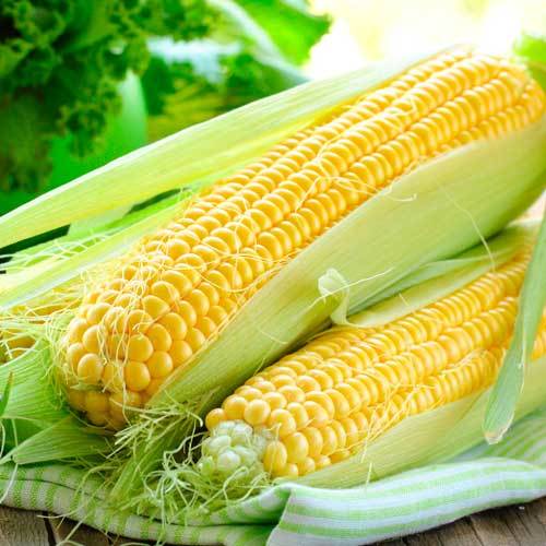 Seeds Corn Sugar Sweet Delicacy Giant Vegetable Garden Organic Heirloom Ukraine Seeds Corn Sugar Sweet Delicacy Giant Vegetable Garden Organic Heirloom Ukraine