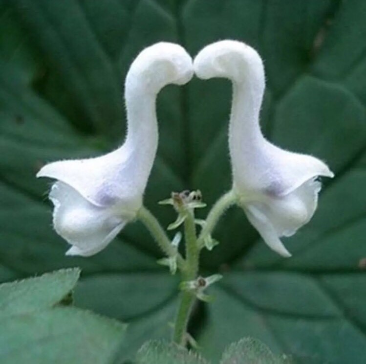 50pcs White Swan Flowers Seeds Garden Rare Plant Bonsai Herbaceous Potted Yard