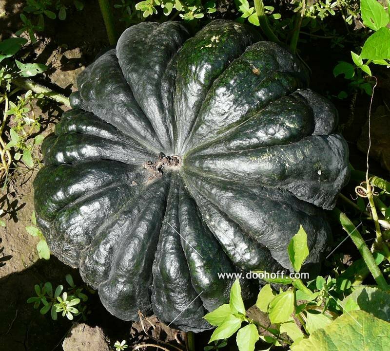 Pumpkin Seeds thai kan kob organic non gmo 10 seeds Ukraine D Garden idea Pumpkin Seeds thai kan kob organic non gmo 10 seeds Ukraine D Garden idea