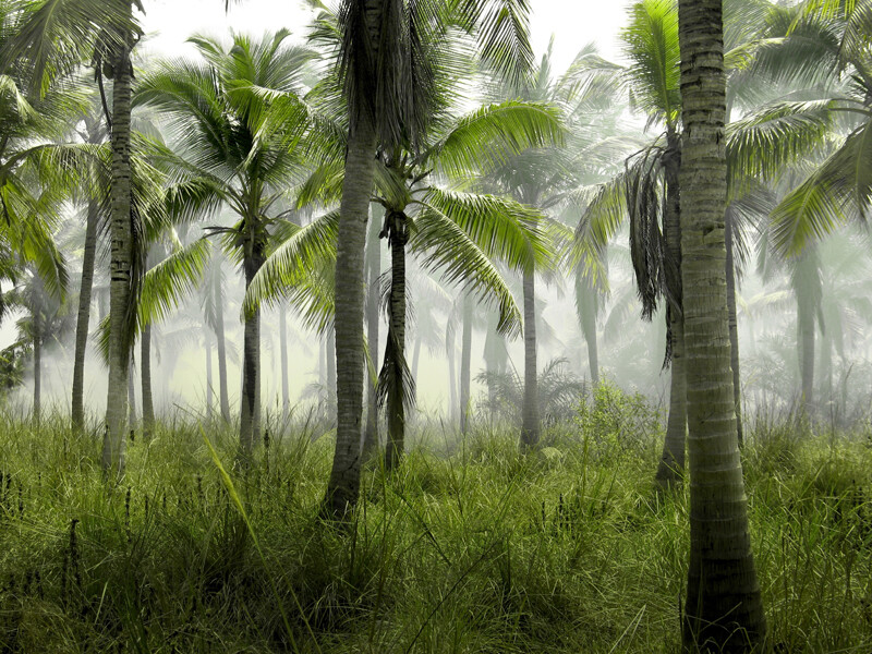 Repro For PALM TREE FOREST JUNGLE LANDSCAPE POSTER ART Fabric Wall Decor Paint