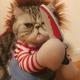 Funny Cute Pet Dog Costume Dog Clothes Cavalier Cosplay Coat Dress S-XL up Y7I0 Funny Cute Pet Dog Costume Dog Clothes Cavalier Cosplay Coat Dress S-XL up Y7I0