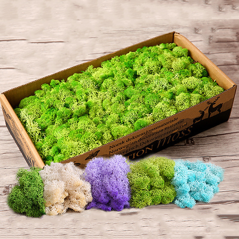 Natural Norwegian Reindeer Moss Preserved Dried Craft Flower Stamen Home Decor Natural Norwegian Reindeer Moss Preserved Dried Craft Flower Stamen Home Decor