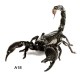 3D Car Stickers Animals Bumper Stickers Spider Lizard Scorpions Decor A0K9 3D Car Stickers Animals Bumper Stickers Spider Lizard Scorpions Decor A0K9