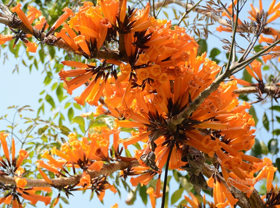 *UNCLE CHAN* 100 seeds Radermachera ignea Tree Jasmine, Peep Thong my garden *UNCLE CHAN* 100 seeds Radermachera ignea Tree Jasmine, Peep Thong my garden