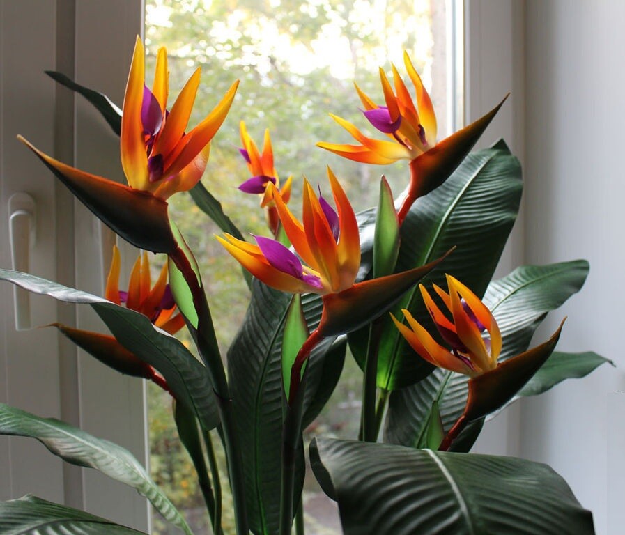 Seeds Bird of Paradise Crane Flowers Strelitzia Garden Cut Heirloom Ukraine Seeds Bird of Paradise Crane Flowers Strelitzia Garden Cut Heirloom Ukraine