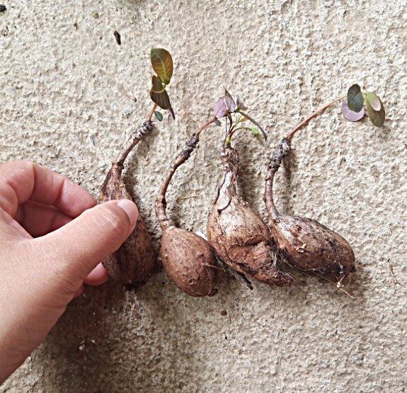 *UNCLE CHAN* 4 plants Phyllanthus mirabilis sprout plant Succulent my garden *UNCLE CHAN* 4 plants Phyllanthus mirabilis sprout plant Succulent my garden