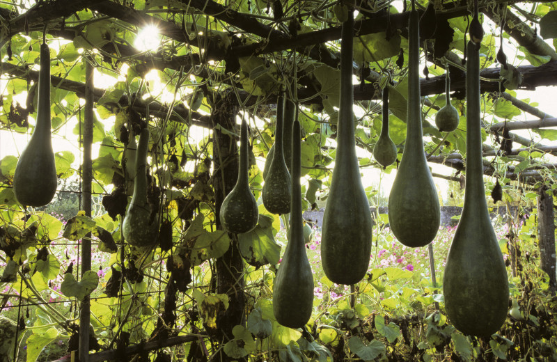 Lagenaria WEINHEBER non-GMO Lagenaria Siceraria Ukraine 6 seeds D Garden idea Lagenaria WEINHEBER non-GMO Lagenaria Siceraria Ukraine 6 seeds D Garden idea