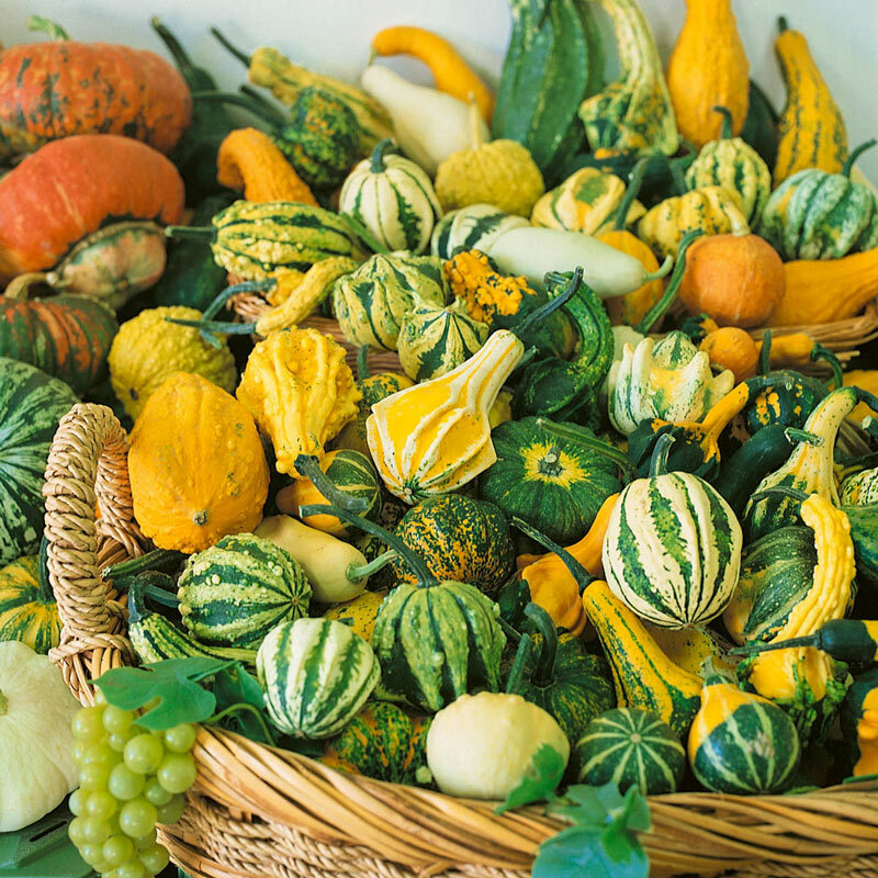 Small Gourd Mix Seeds USA Garden Fall Autumn Wing Pumpkin Ornamental Squash 2021 Small Gourd Mix Seeds USA Garden Fall Autumn Wing Pumpkin Ornamental Squash 2021