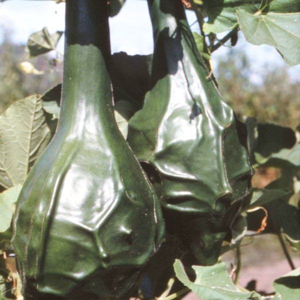 Lagenaria Seeds Dinosaur non gmo Lagenaria Siceraria Ukraine 6 seeds D garden Lagenaria Seeds Dinosaur non gmo Lagenaria Siceraria Ukraine 6 seeds D garden