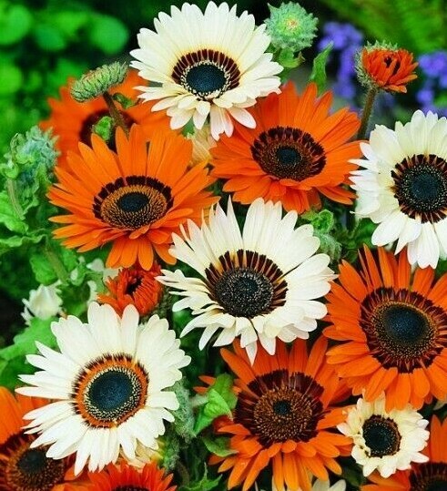 Seeds Cape Daisy Venidium Indoor Flower Annual Balcony Garden Hanging Ukraine