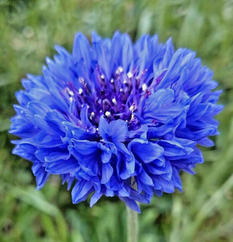Blue Cornflower Bachelor Button Seeds | USA Garden Edible Flower Seed for 2021 Blue Cornflower Bachelor Button Seeds | USA Garden Edible Flower Seed for 2021