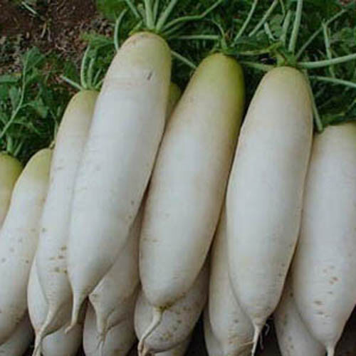 200+ Radish Seeds White Icicle Radish Non GMO Garden Vegetable Seeds USA 200+ Radish Seeds White Icicle Radish Non GMO Garden Vegetable Seeds USA