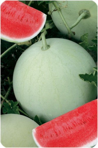 Watermelon SNOWBALL Seeds organic seeds non-GMO seeds Ukraine 3 g Garden idea Watermelon SNOWBALL Seeds organic seeds non-GMO seeds Ukraine 3 g Garden idea