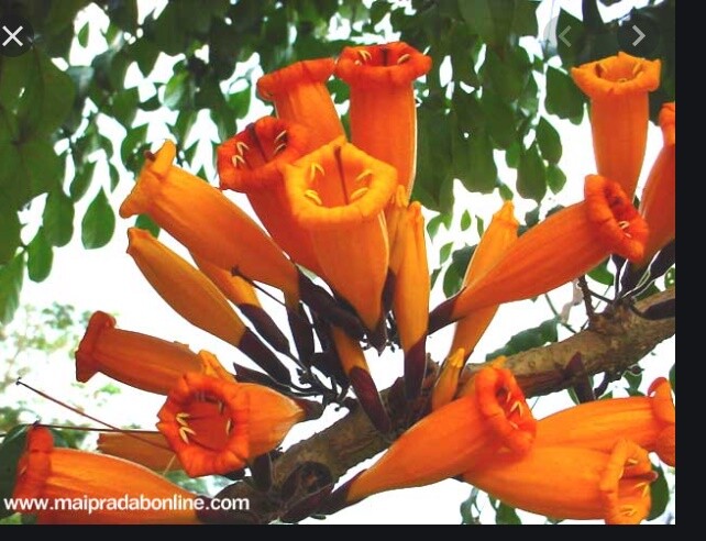 *UNCLE CHAN* 100 seeds Radermachera hainanensis Tree jasmine golden my garden *UNCLE CHAN* 100 seeds Radermachera hainanensis Tree jasmine golden my garden