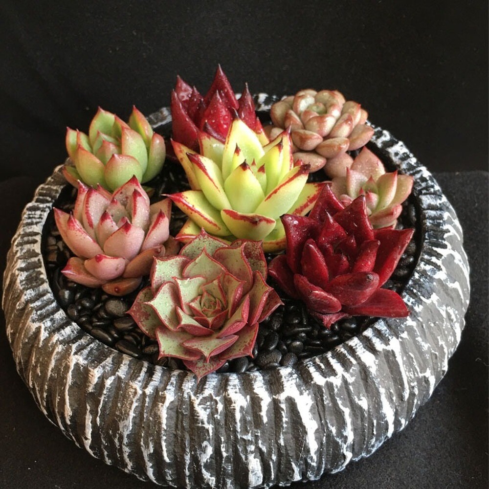 Succulent Live Plant Echeveria Agavoides Series Variety Crassulaceae Home Garden Succulent Live Plant Echeveria Agavoides Series Variety Crassulaceae Home Garden