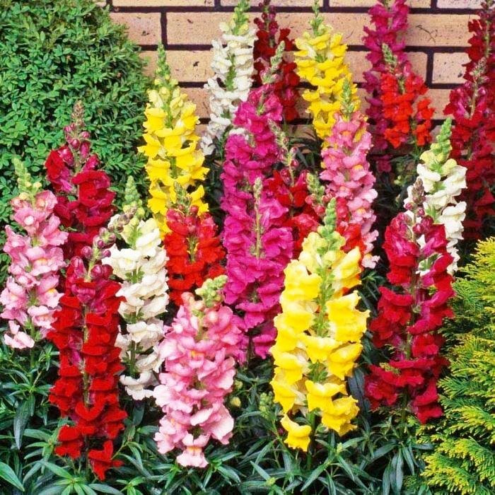 Seeds Snapdragon Giant Tall Mix Flowers Indoor Annual Garden Ukraine 2000 seeds Seeds Snapdragon Giant Tall Mix Flowers Indoor Annual Garden Ukraine 2000 seeds