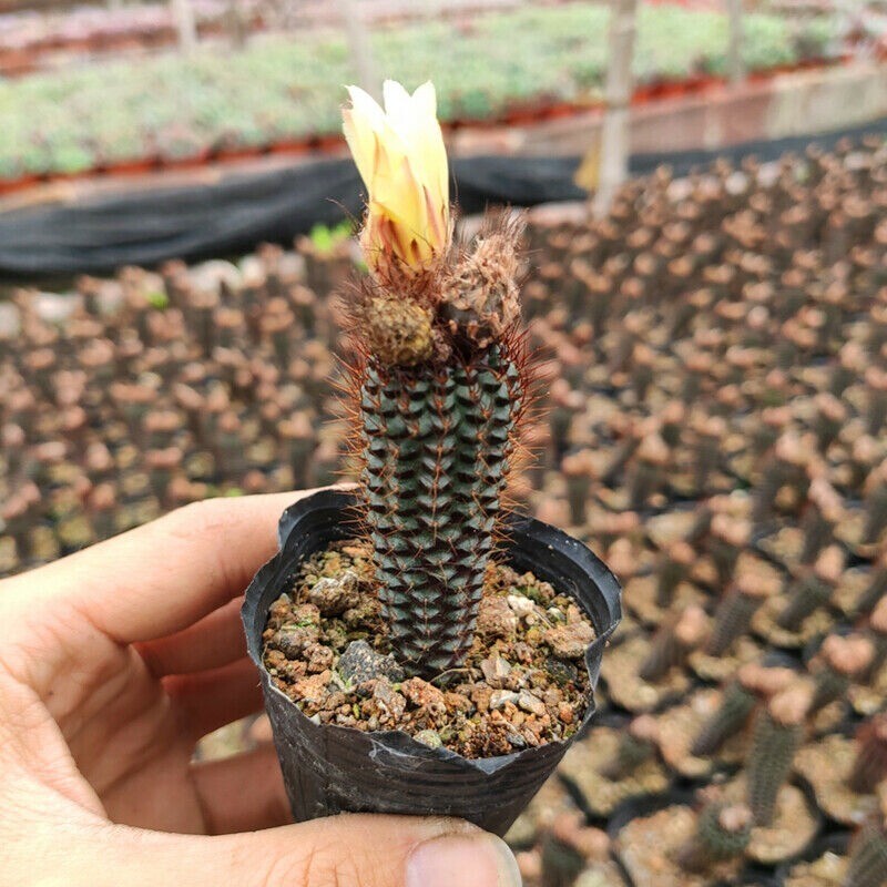4CM Succulent Cactus Plant Frailea Angelesii Cactaceae Home Garden Outdoor Rare 4CM Succulent Cactus Plant Frailea Angelesii Cactaceae Home Garden Outdoor Rare