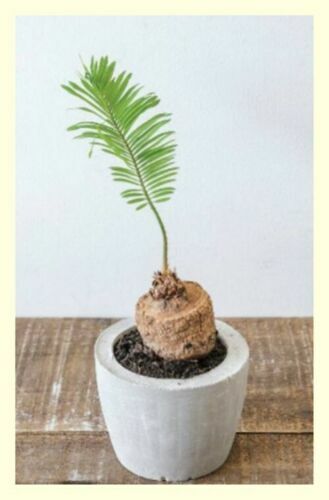 *UNCLE CHAN* 1 bulb Cycas siamensis PALMS CYCADS garden easy plant *UNCLE CHAN* 1 bulb Cycas siamensis PALMS CYCADS garden easy plant