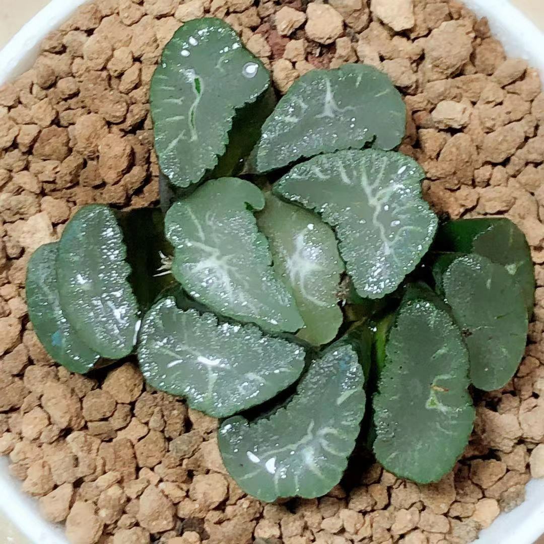 5CM Succulent Live Plants Haworthia Maughanii Phoenix Liliaceae Home Garden Rare 5CM Succulent Live Plants Haworthia Maughanii Phoenix Liliaceae Home Garden Rare