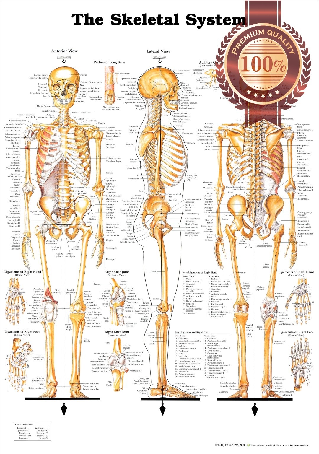 THE SKELETAL SYSTEM 3 VIEWS ANATOMICAL DIAGRAM ANATOMY CHART PREMIUM POSTER