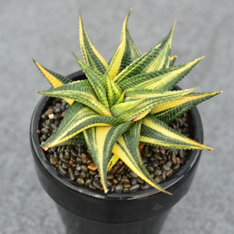 6CM Succulent Live Plant Limifolia Hybrid Haworthia Liliaceae Home Garden Rare 6CM Succulent Live Plant Limifolia Hybrid Haworthia Liliaceae Home Garden Rare