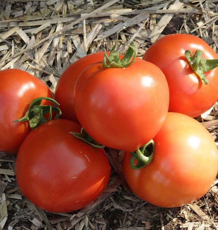 100 Organic Early Girl Tomato Seeds Home Garden Vegetable Seed Fast Free Ship 100 Organic Early Girl Tomato Seeds Home Garden Vegetable Seed Fast Free Ship