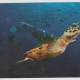 TURTLE AUSTRALIAN NATIONAL MARITIME MUSEUM SYDNEY NSW DRINK VOUCHER POSTCARD TURTLE AUSTRALIAN NATIONAL MARITIME MUSEUM SYDNEY NSW DRINK VOUCHER POSTCARD