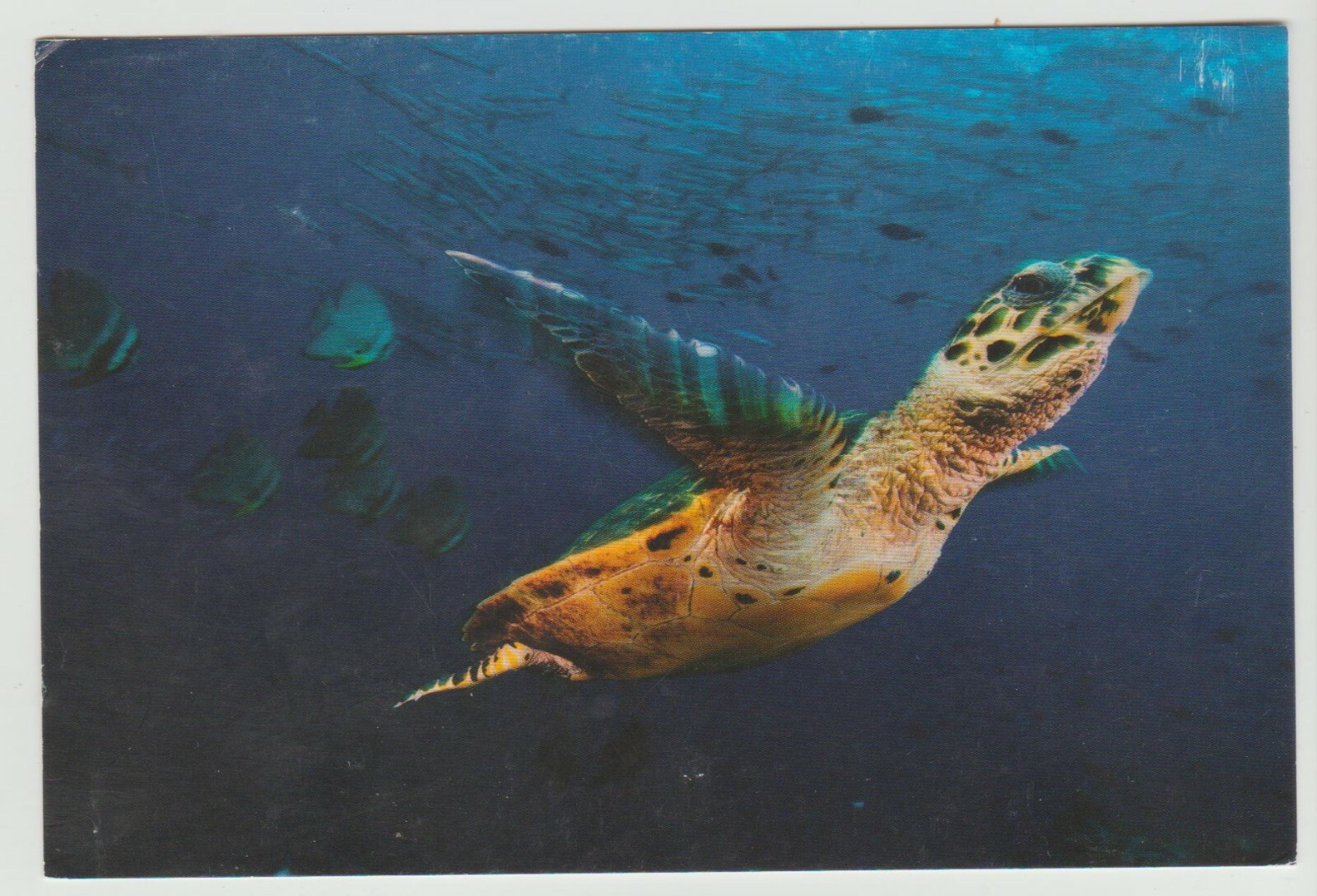 TURTLE AUSTRALIAN NATIONAL MARITIME MUSEUM SYDNEY NSW DRINK VOUCHER POSTCARD