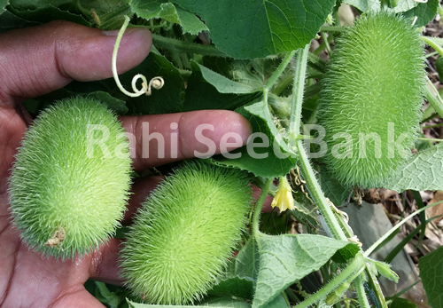 Wooly Bear Gourd Interesting & Unusual Addition to Your Garden, READ DESCRIPTION Wooly Bear Gourd Interesting & Unusual Addition to Your Garden, READ DESCRIPTION