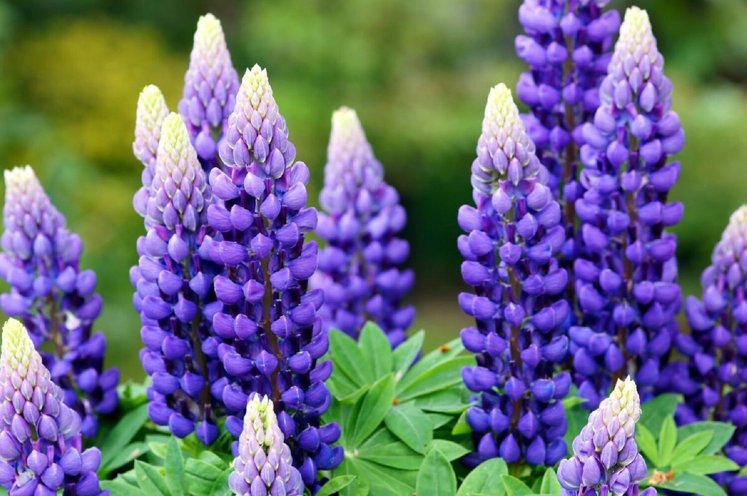 Seeds Lupine Blue Giant Mix Flower Perennial Outdoor Garden Beautify Ukraine Seeds Lupine Blue Giant Mix Flower Perennial Outdoor Garden Beautify Ukraine