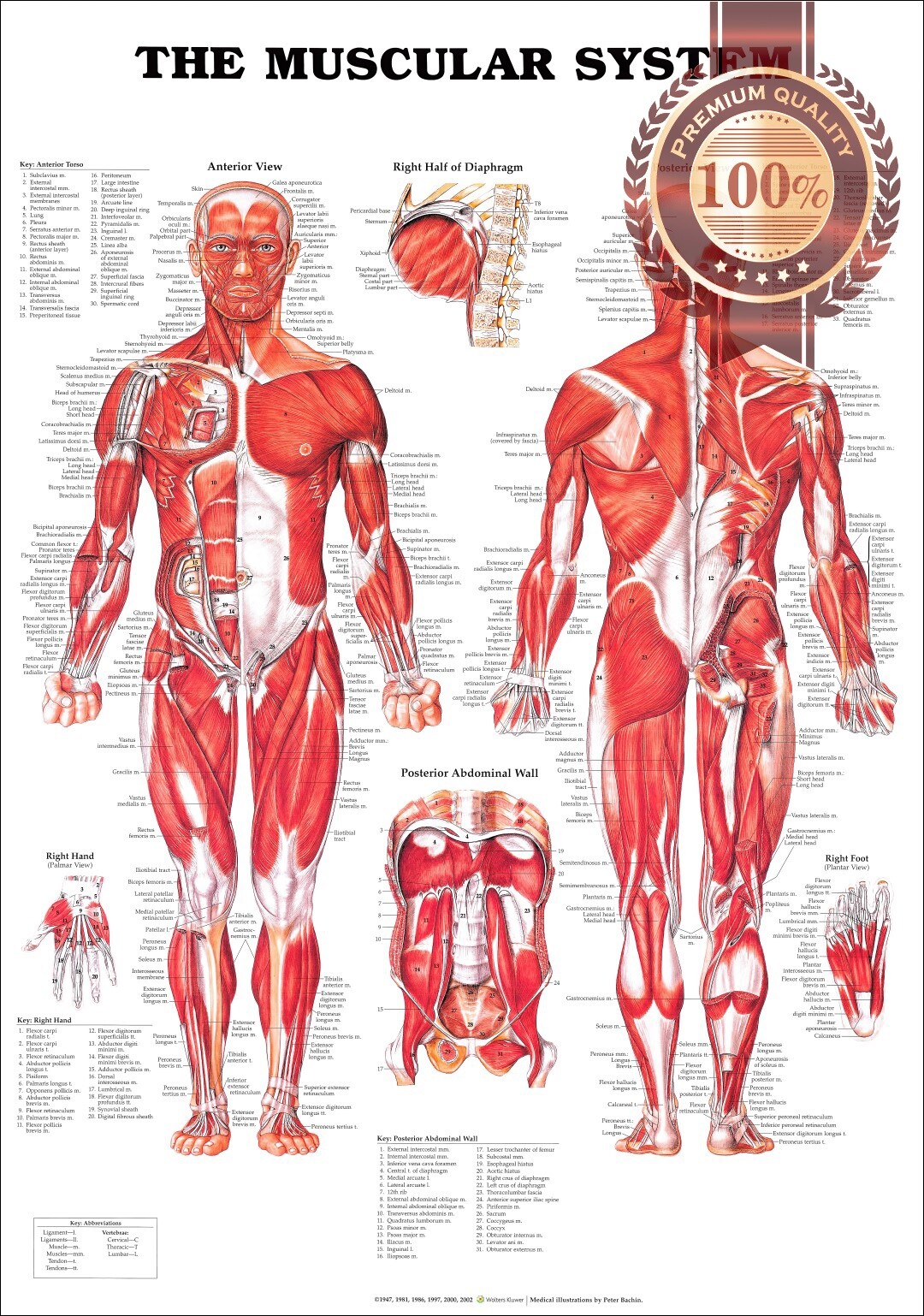 THE MUSCULAR SYSTEM ANATOMICAL DIAGRAM CHART MUSCLES PRINT – PREMIUM POSTER THE MUSCULAR SYSTEM ANATOMICAL DIAGRAM CHART MUSCLES PRINT – PREMIUM POSTER