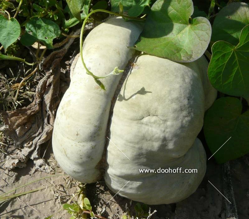 Pumpkin Seeds Montovana organic non gmo 6 seeds Ukraine D Garden idea Pumpkin Seeds Montovana organic non gmo 6 seeds Ukraine D Garden idea