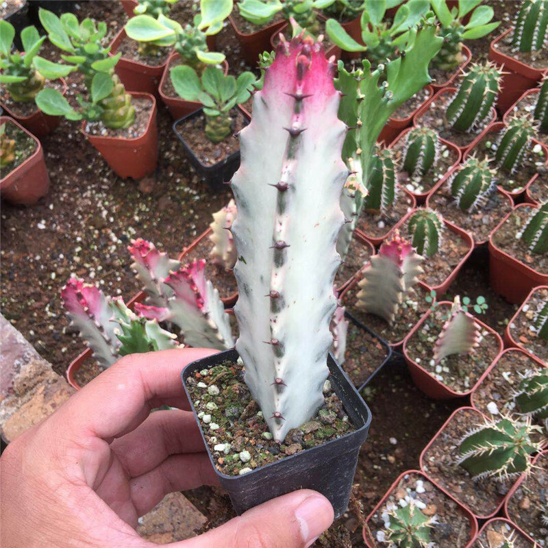 10CM Succulents Cactus Plant Euphorbia Trigona F. Variegata Hybrid Home Garden 10CM Succulents Cactus Plant Euphorbia Trigona F. Variegata Hybrid Home Garden