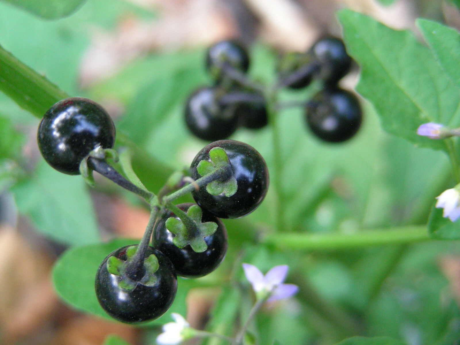 Chichiquelite : Annual Garden Huckleberry : 100 Seeds (2020) Chichiquelite : Annual Garden Huckleberry : 100 Seeds (2020)