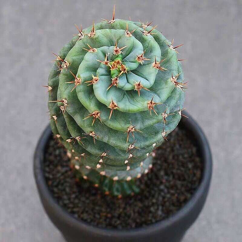 10CM Succulent Cactus Plant Spiral Cereus Repandus Mill Cactaceae Home Garden 10CM Succulent Cactus Plant Spiral Cereus Repandus Mill Cactaceae Home Garden