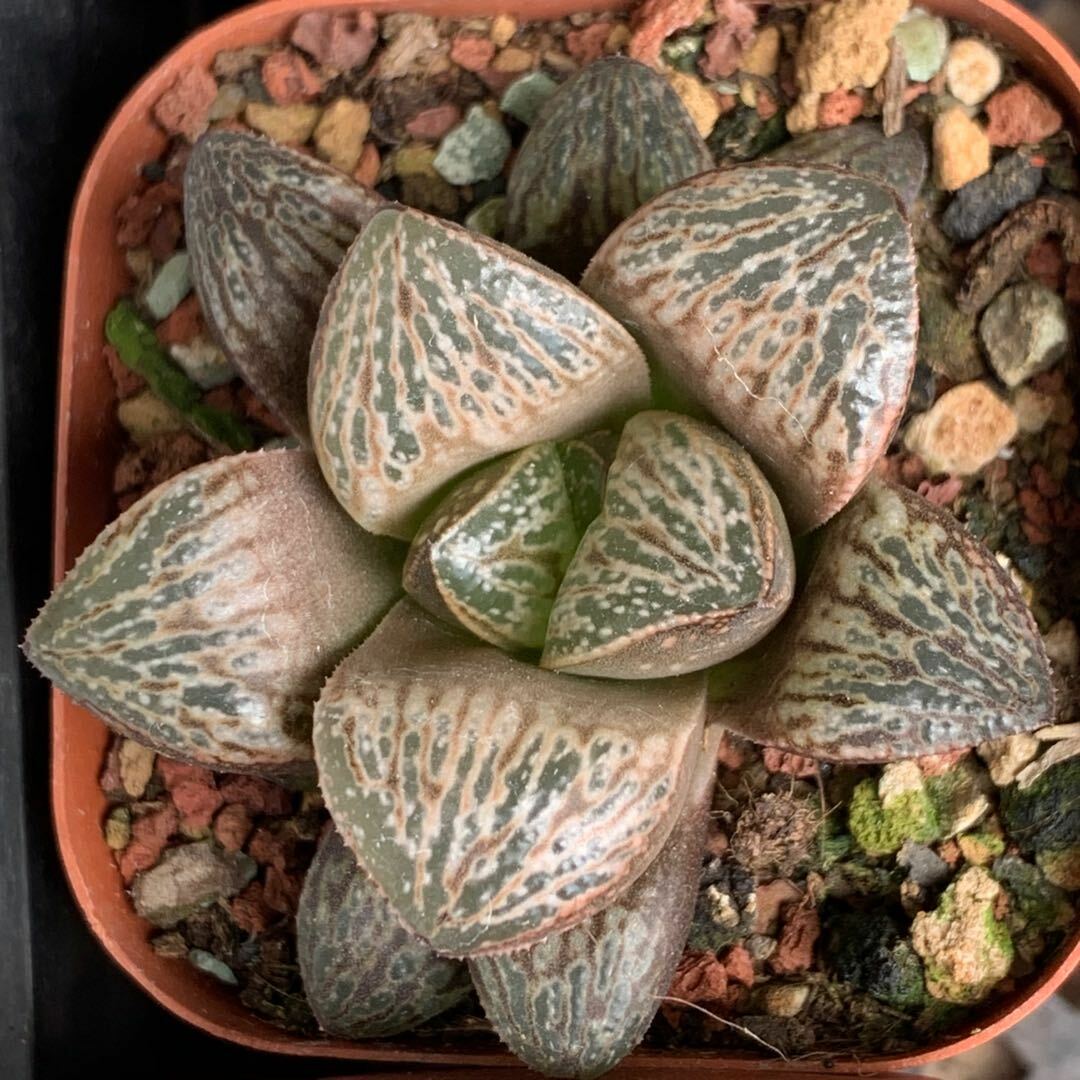 5CM Succulent Plant Yinjia Rose Comptioniana Haworthia Liliaceae Home Garden Pot 5CM Succulent Plant Yinjia Rose Comptioniana Haworthia Liliaceae Home Garden Pot
