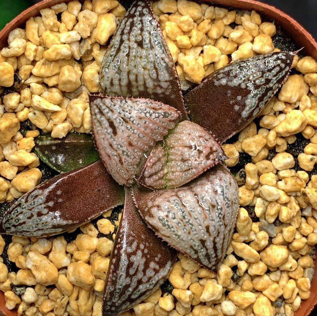 5CM Succulent Plant Queen Comptioniana Haworthia Liliaceae Home Garden Flower