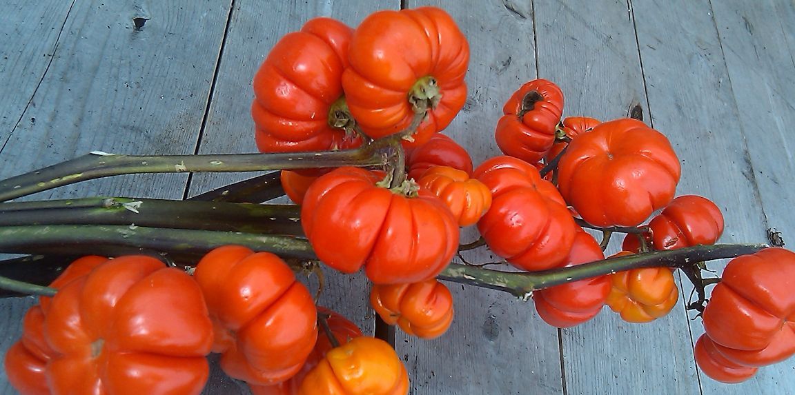 Eggplant RED RIBBED Seeds non-GMO Ukraine Aubergine seeds 20 seeds D garden idea Eggplant RED RIBBED Seeds non-GMO Ukraine Aubergine seeds 20 seeds D garden idea
