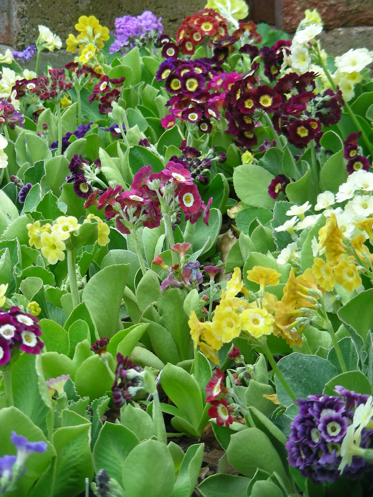 Garden or Border Auricula Seeds (2020) : Mixed Colours : Alpine Primula Hybrids Garden or Border Auricula Seeds (2020) : Mixed Colours : Alpine Primula Hybrids