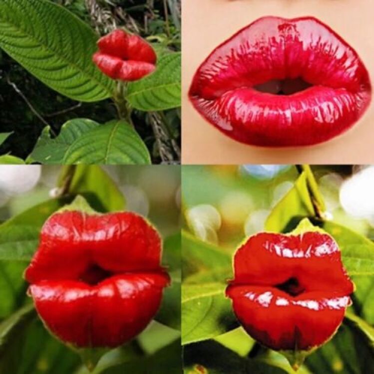 50pcs Sexy Red Lip Flower Seeds Garden Park Yard Plant Psychotria Elata Seeds 50pcs Sexy Red Lip Flower Seeds Garden Park Yard Plant Psychotria Elata Seeds
