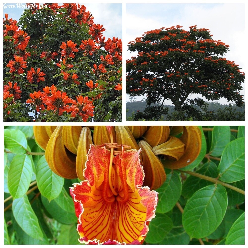 20Pc Spathodea campanulata Tree Seeds African Tulip Tree Beautiful Garden Plants 20Pc Spathodea campanulata Tree Seeds African Tulip Tree Beautiful Garden Plants