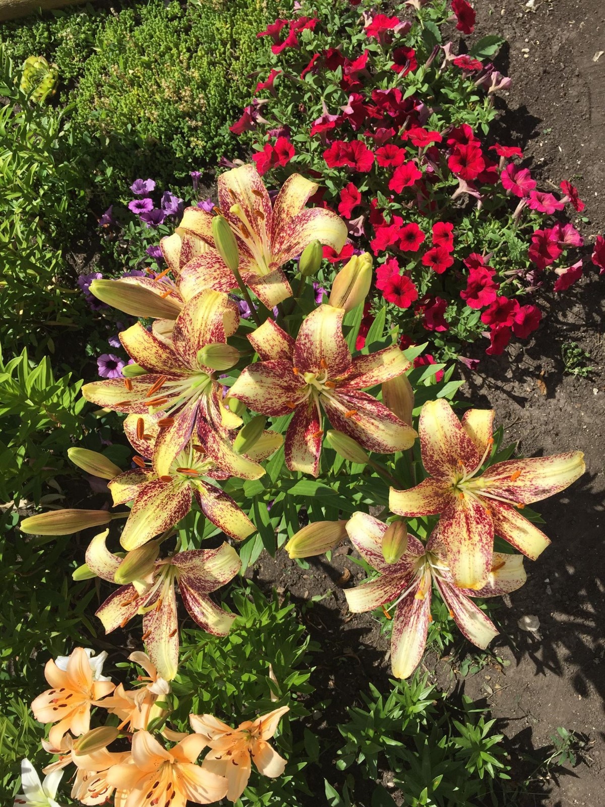 Lilium (Lily)-(100+ Seeds) Garden Plant, Open pollinated, 2019 Lilium (Lily)-(100+ Seeds) Garden Plant, Open pollinated, 2019