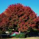 5PCs Red Oak Tree Seeds Viable Bonsai Plants Beautiful Decoration in Home Garden 5PCs Red Oak Tree Seeds Viable Bonsai Plants Beautiful Decoration in Home Garden
